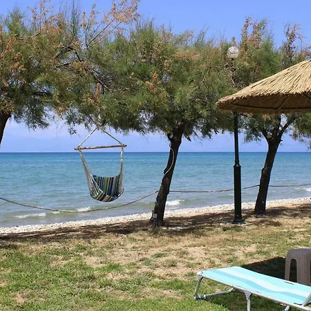 Corfu Sea Palm - Cfu02015-dya Roda (Corfu)